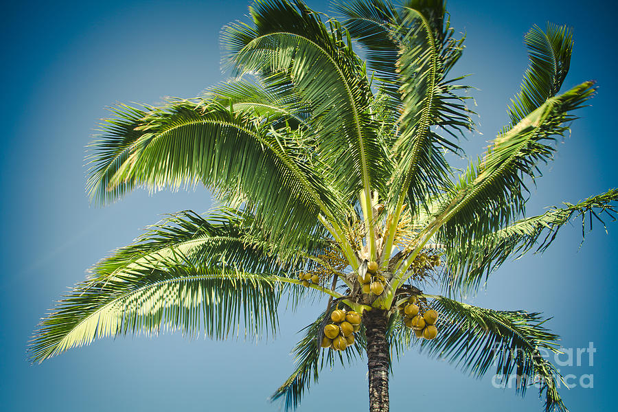 Keanae Hawaiian Coconut Palm Maui Hawaii Photograph by Sharon Mau