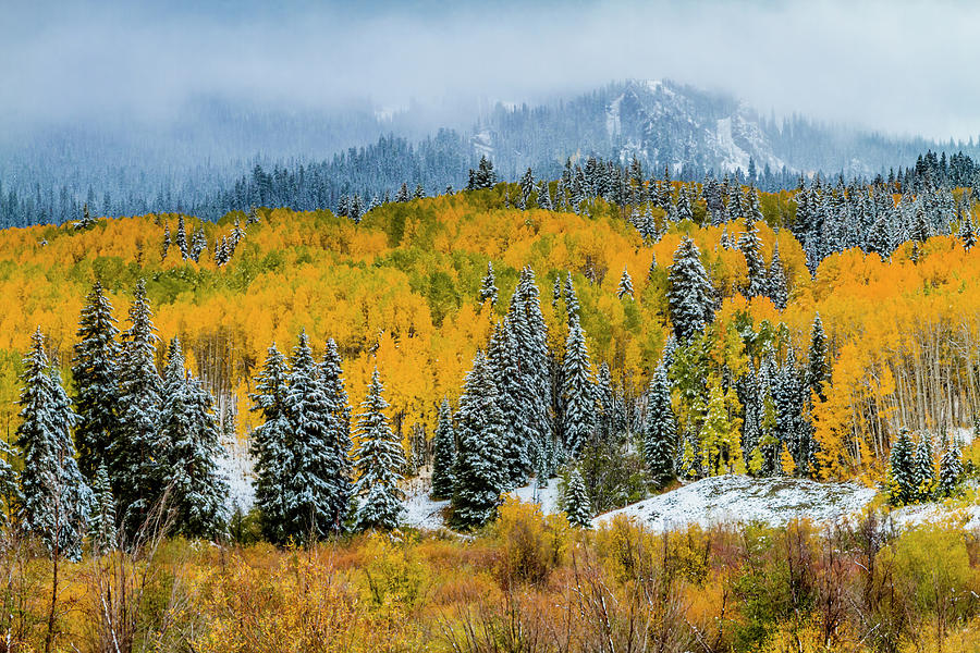 Kebler Pass Fall Color in the Snow Photograph by Teri Virbickis