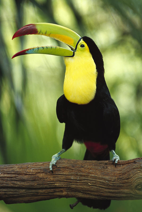 Keel Billed Toucan Calling Photograph by Gerry Ellis