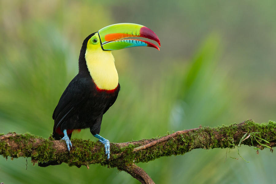 rainforest toucan