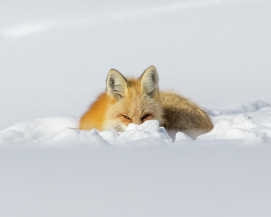 Snow Hide Photograph by Kevin Dietrich