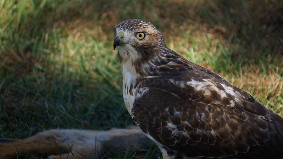 Keen Eye Photograph by Judith Butler | Fine Art America