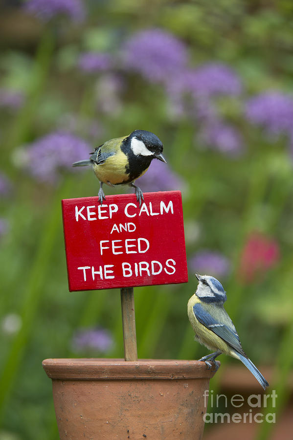 Keep Calm and Feed the Birds Photograph by Tim Gainey