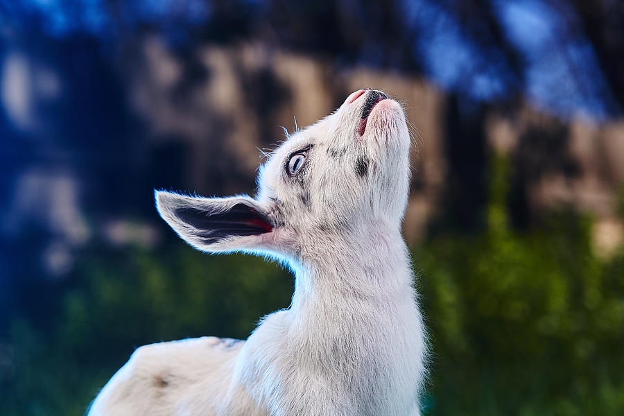 Goat Photograph - Keep calm and hold your head up by TC Morgan