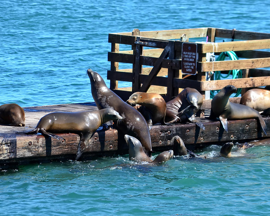Keep Off the Dock - Sea lions Cant Read Photograph by Anthony Murphy