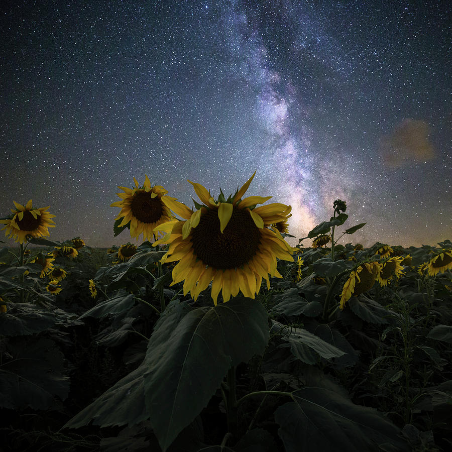 Keep your head up Photograph by Aaron J Groen