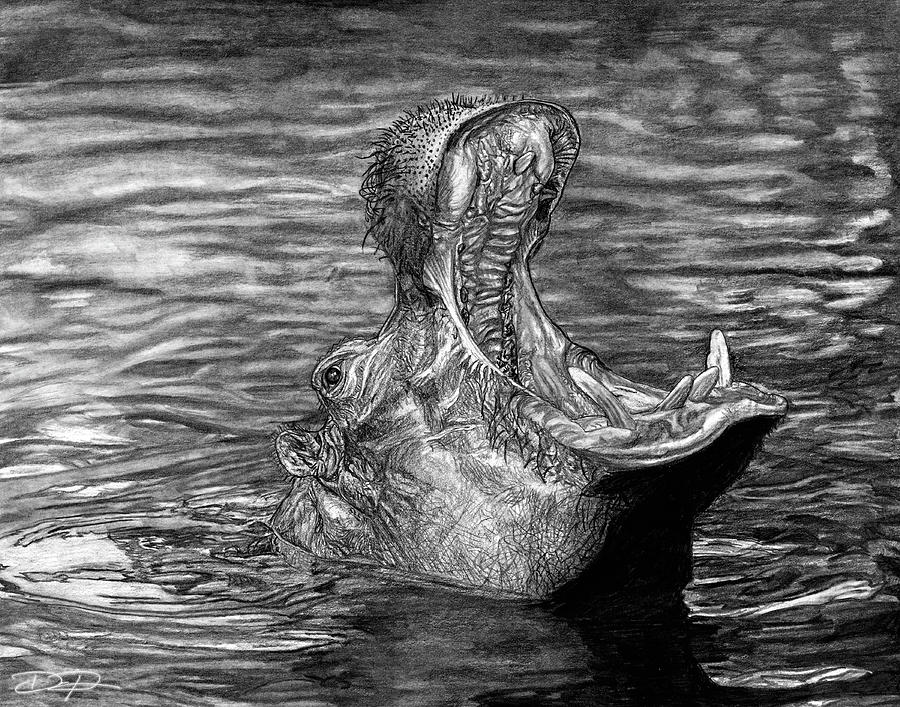 Keeper of the Swamp - African Hippo Drawing by Dan Pearce | Fine Art ...