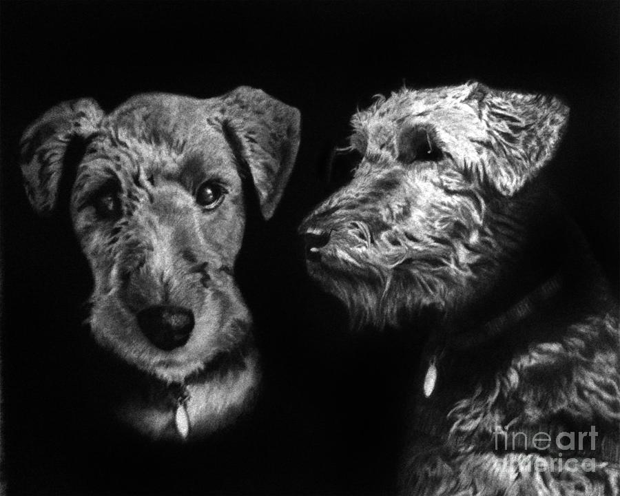 Dog Drawing - Keeper the Welsh Terrier by Peter Piatt