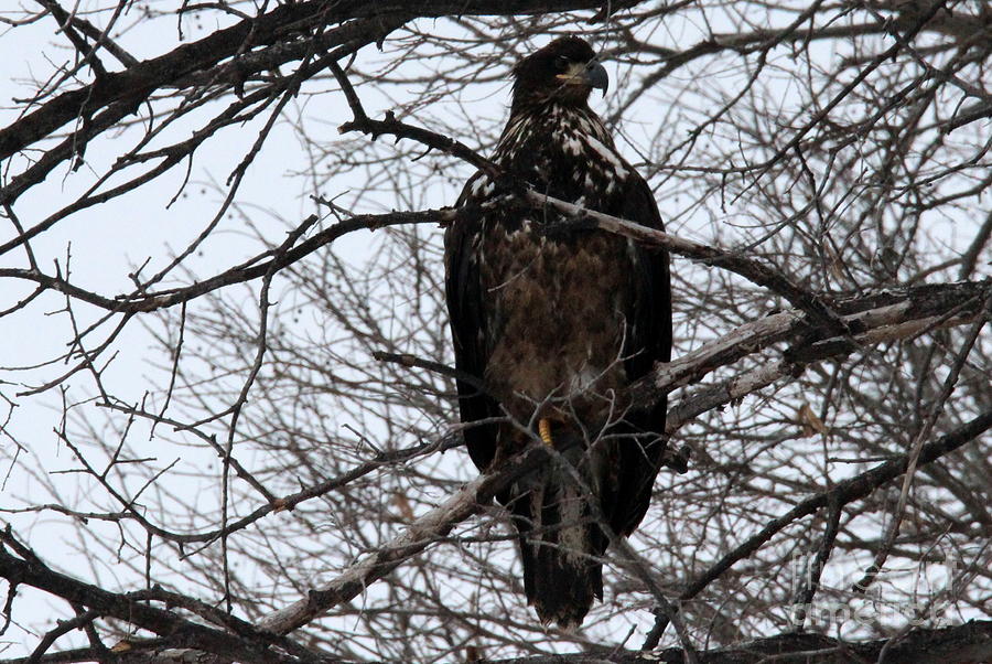 Keeping A Watchful Eye Out Photograph by Dale Mark - Pixels