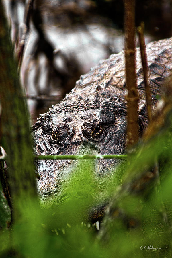 Alligator Photograph - Keeping An Eye Open by Christopher Holmes