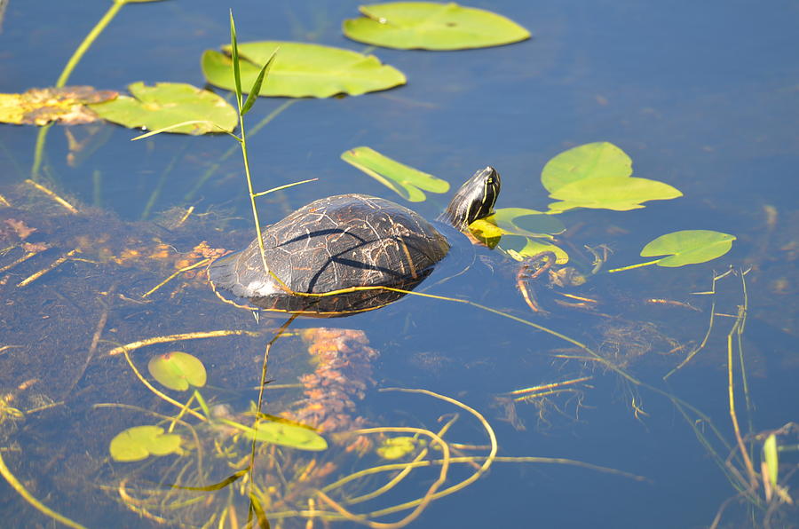 Keeping His Head Above Water Photograph By Tammy Mutka - Pixels