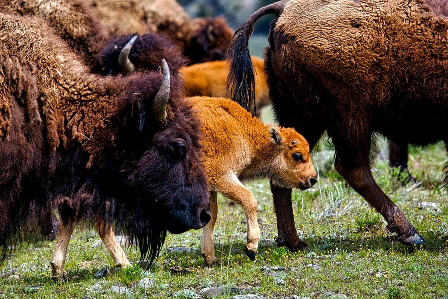 Yellowstone National Park Photograph - Keeping Up With The Herd #2 by Mountain Dreams