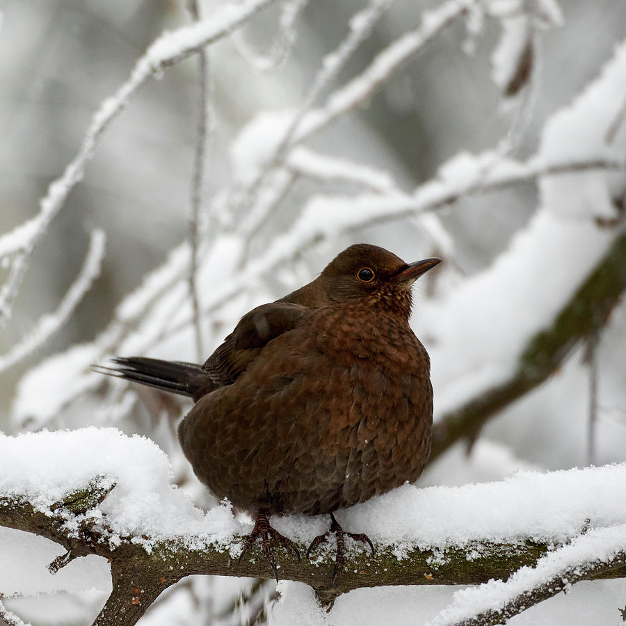Keeping warm. Common blackbird 2 Photograph by Jouko Lehto