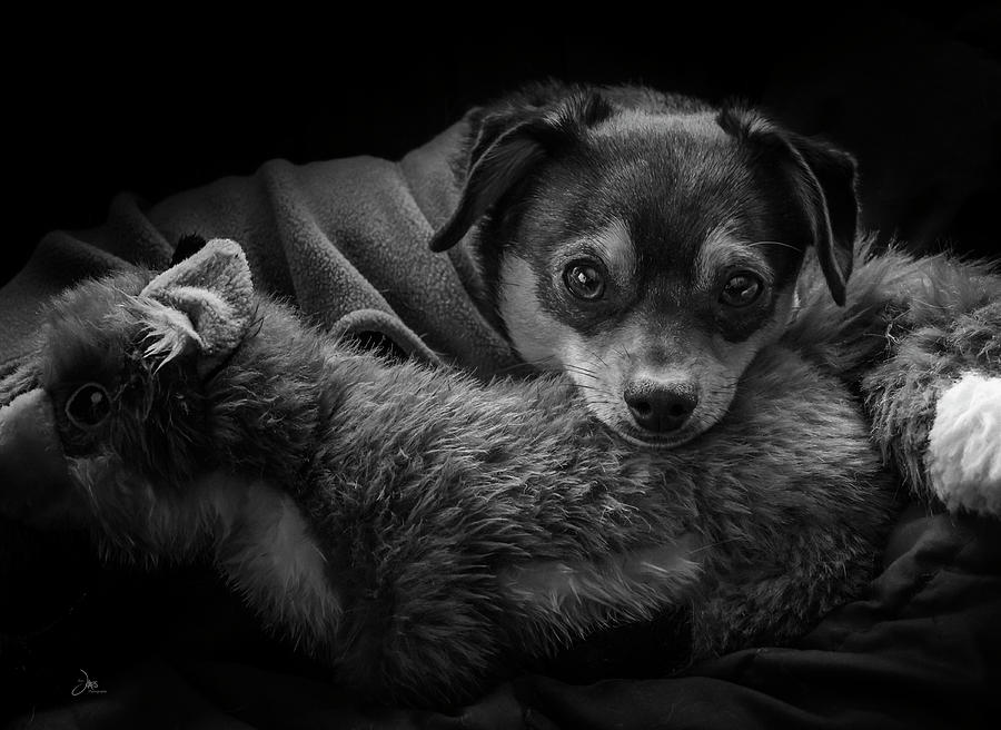 Dog Photograph - Keeping Warm by Ron Jones