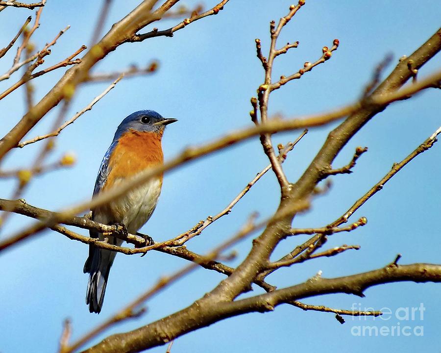 Eastern Bluebird Photograph - Keeping Watch - Eastern Bluebird by Cindy Treger Eastern Bluebird Photograph - Keeping Watch - Eastern Bluebird by Cindy Treger