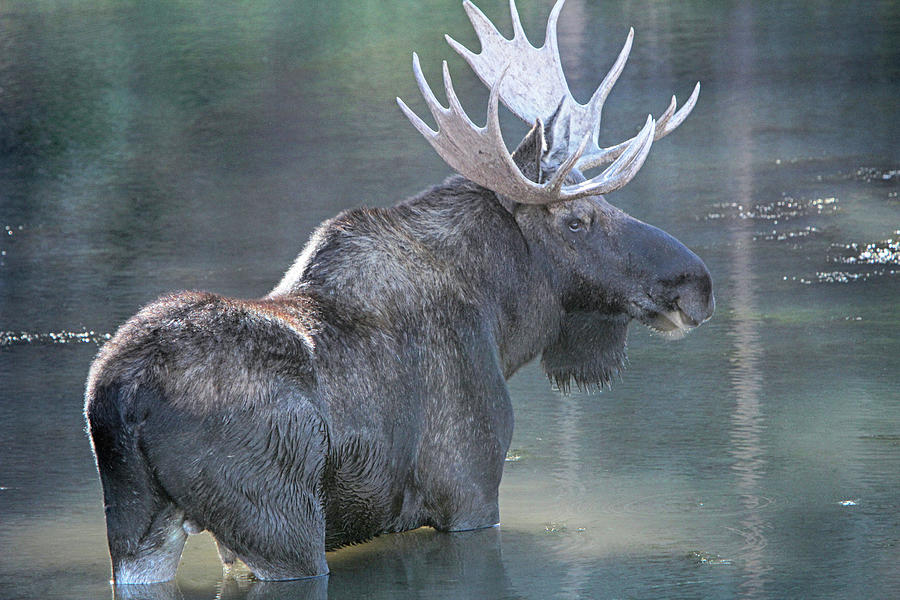 Bull Moose Photograph - Keeping Watch by Marta Alfred