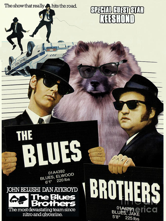 Keeshond Art Canvas Print - The Blues Brothers Painting by Sandra Sij