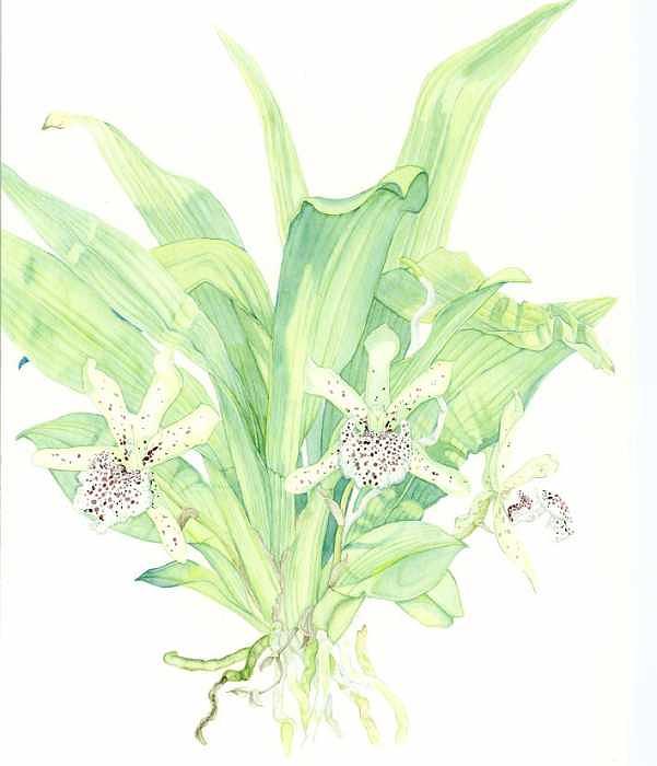 Botanical Orchid Painting - Keffersteinia tolimensis by Darren James Sturrock Botanical Orchid Painting - Keffersteinia tolimensis by Darren James Sturrock