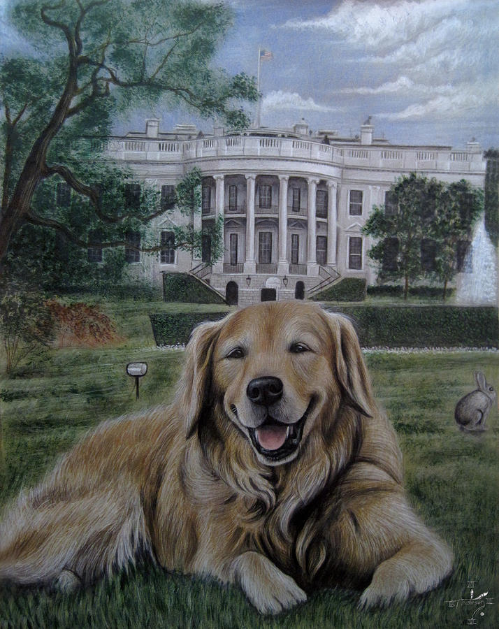 Dog Drawing - Kelli on the White House Lawn by Jonathan Anderson