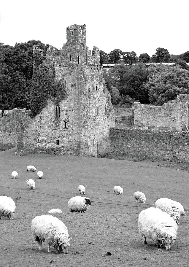 Kells Priory Ireland Sheep Grazing by One of the Seven Towers County Kilkenny Black and White Photograph by Shawn OBrien
