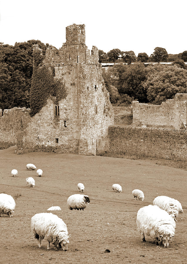 Kells Priory Ireland Sheep Grazing by One of the Seven Towers County Kilkenny Sepia Photograph by Shawn OBrien