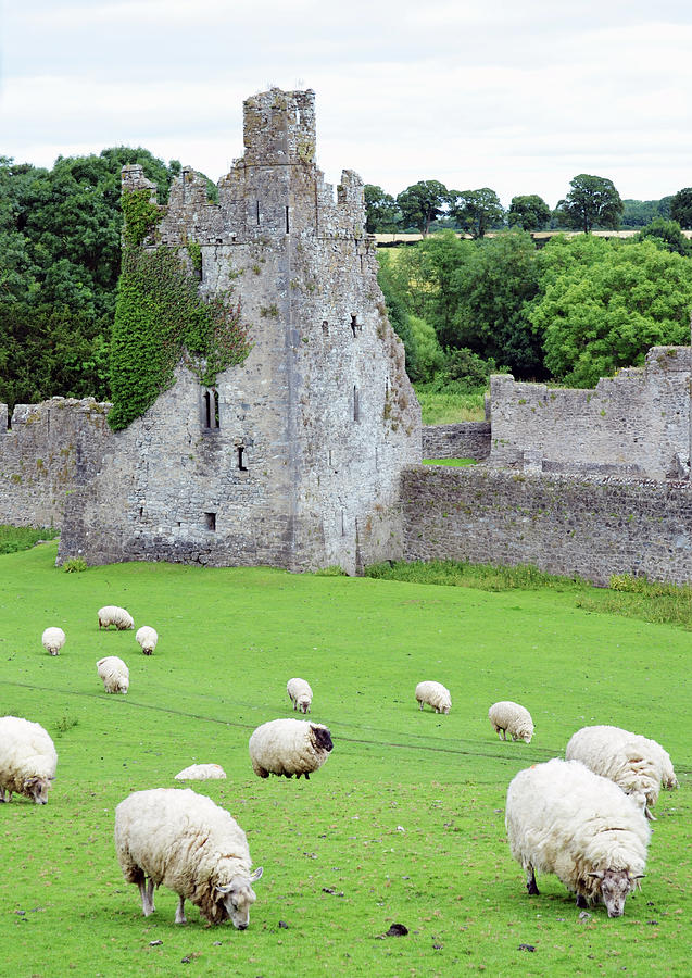 Kells Priory Ireland Sheep Grazing by One of the Seven Towers County Kilkenny Photograph by Shawn OBrien
