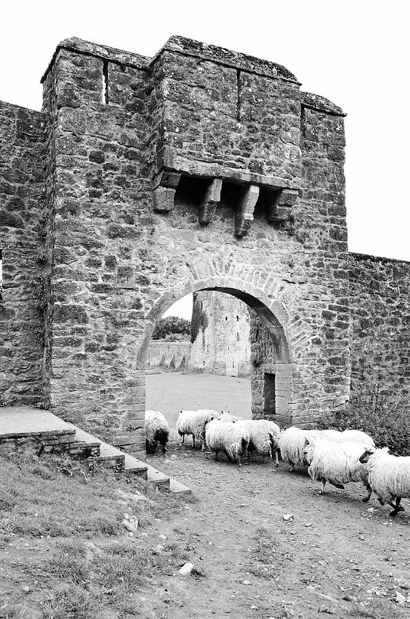 Kells Priory Ireland Sheep Using the Medieval Arched Gatehouse Entry County Kilkenny Black and White Photograph by Shawn OBrien