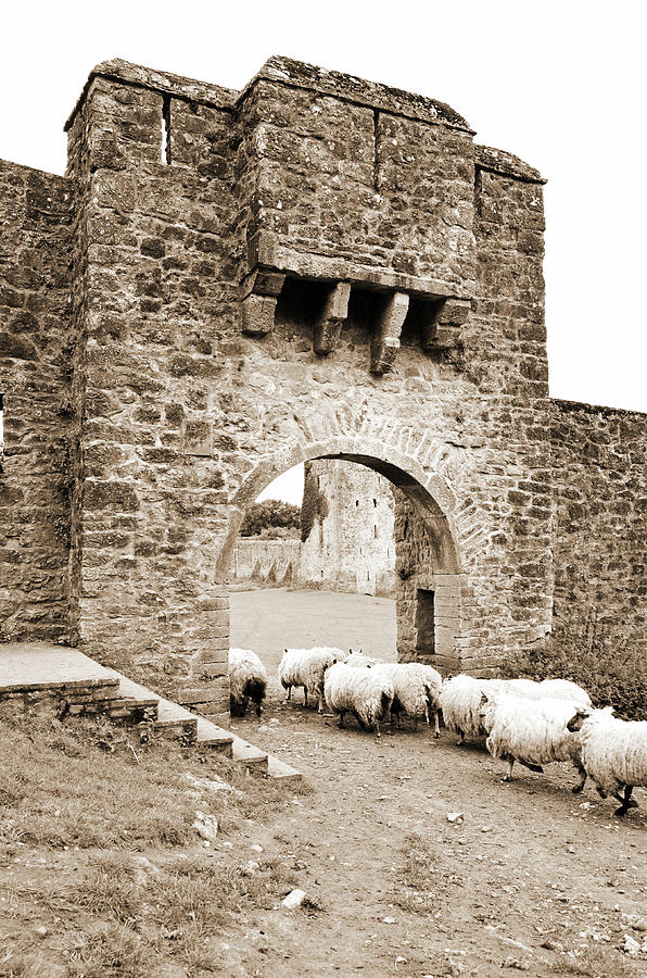 Kells Priory Ireland Sheep Using the Medieval Arched Gatehouse Entry County Kilkenny Sepia Photograph by Shawn OBrien