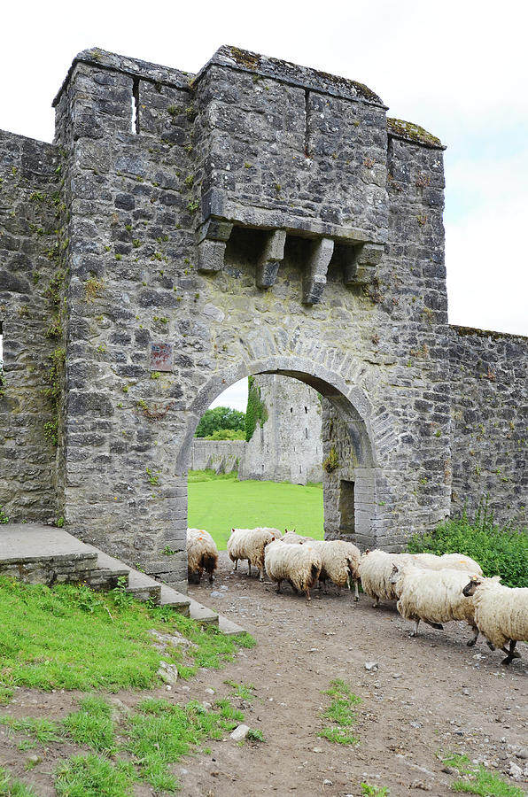 Kells Priory Ireland Sheep Using the Medieval Arched Gatehouse Entry County Kilkenny Photograph by Shawn OBrien