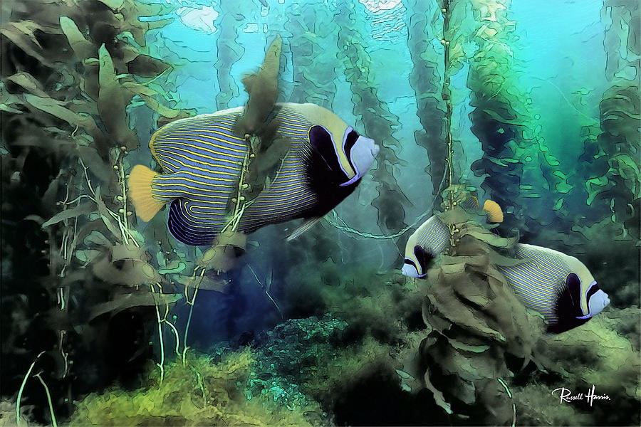 Kelp and Queen Anglefish Photograph by Russ Harris