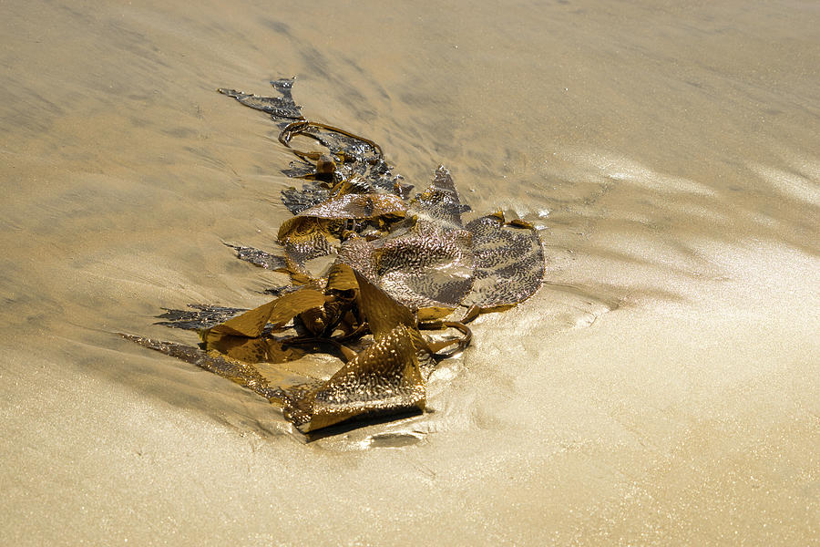 Kelp Cameo - Beach Art by Mother Nature  Photograph by Georgia Mizuleva