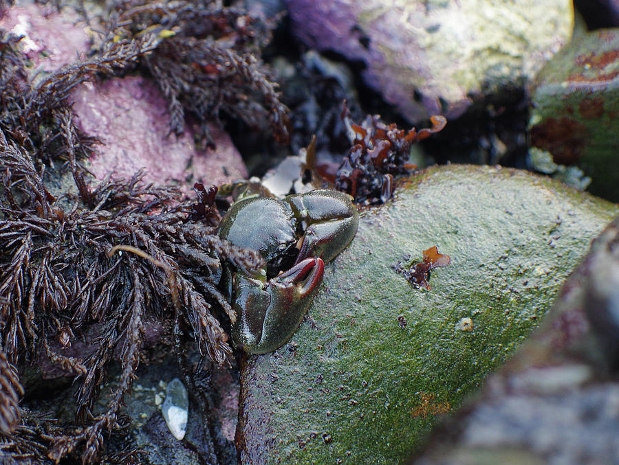 Kelp Crab Photograph by Adria Trail