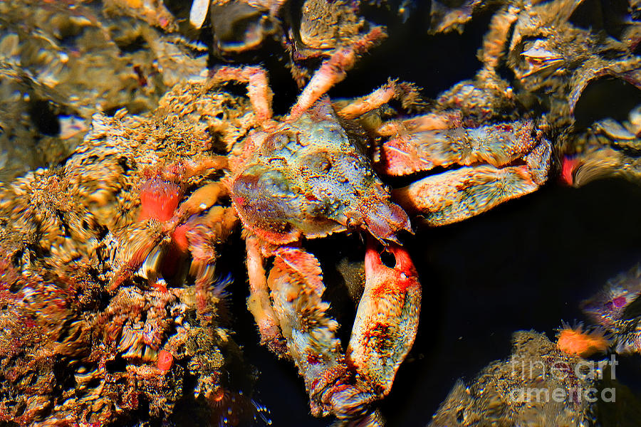 Kelp Crab Photograph by Wernher Krutein
