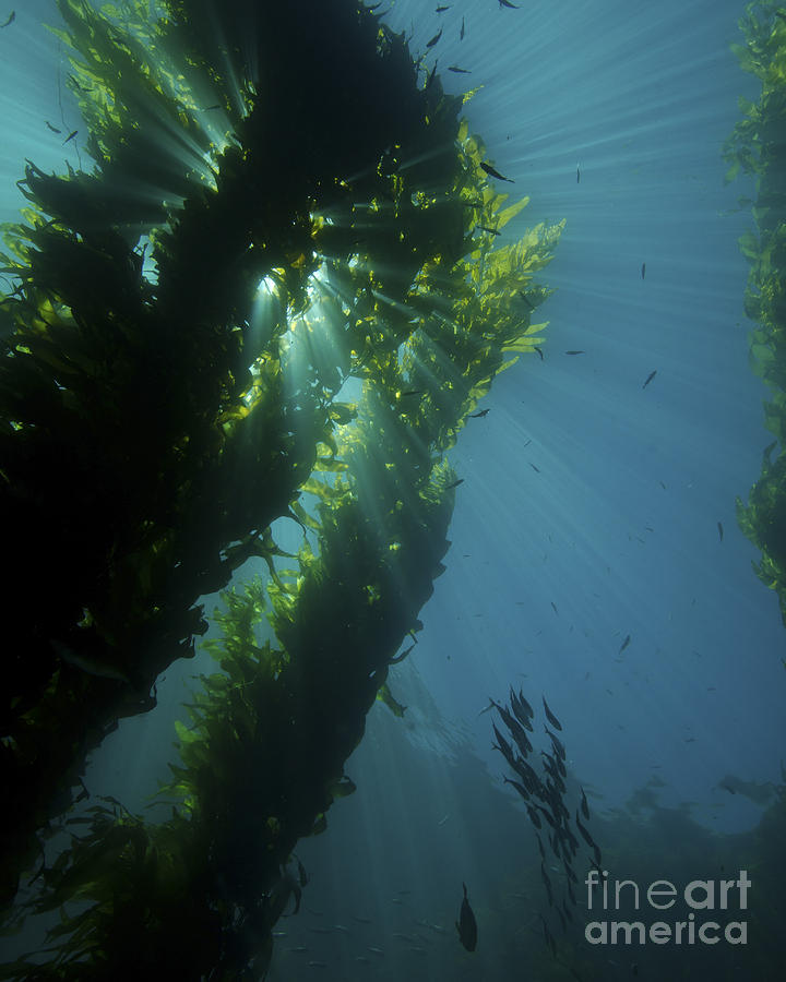 Kelp Forest With School Of Fish Photograph