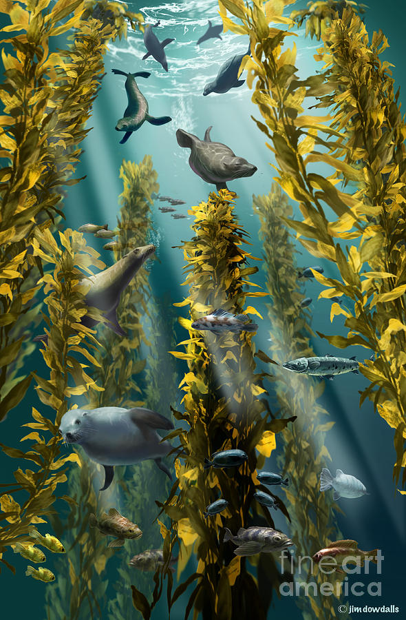Kelp Forest With Seals Photograph by Jim Dowdalls