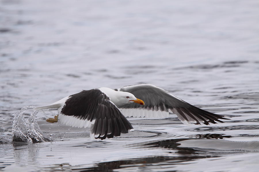 Kelp Gull In Flight Photograph by Bruce J Robinson