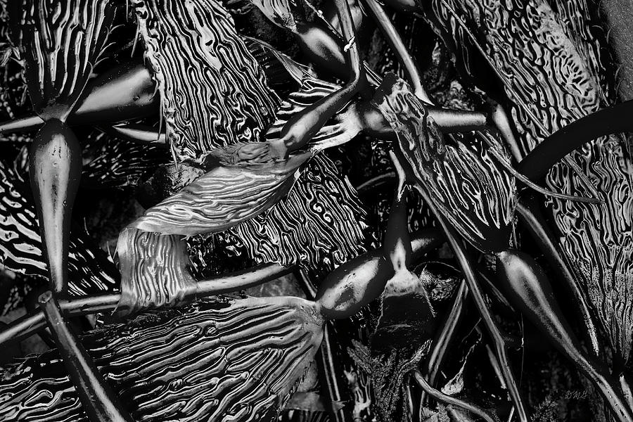 Kelp I BW Photograph by David Gordon