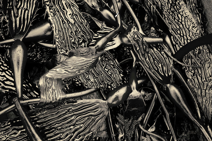 Kelp I Toned Photograph by David Gordon