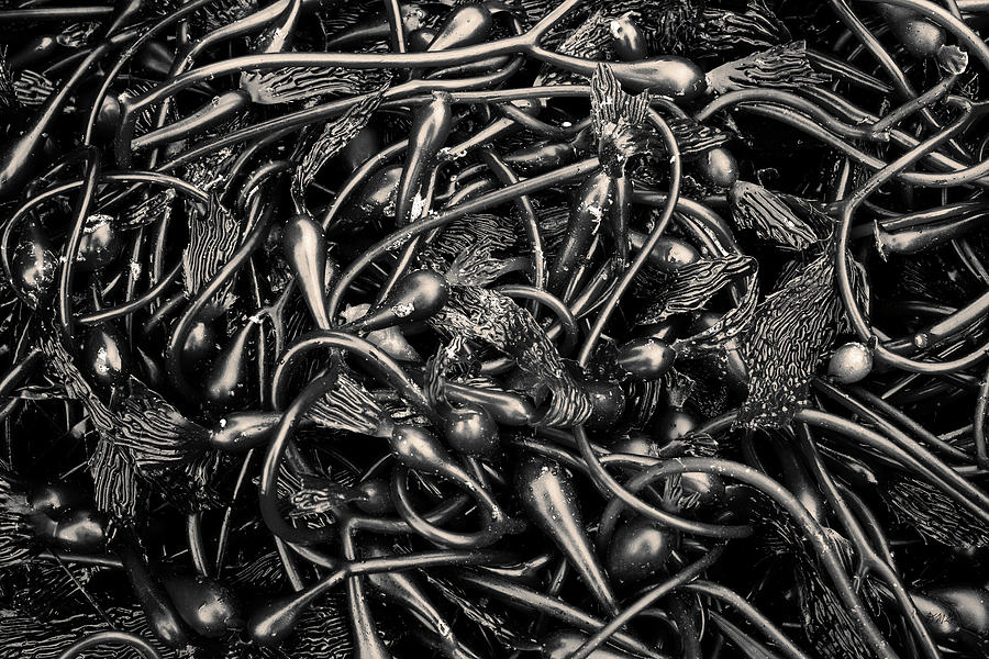 Kelp II Toned Photograph by David Gordon