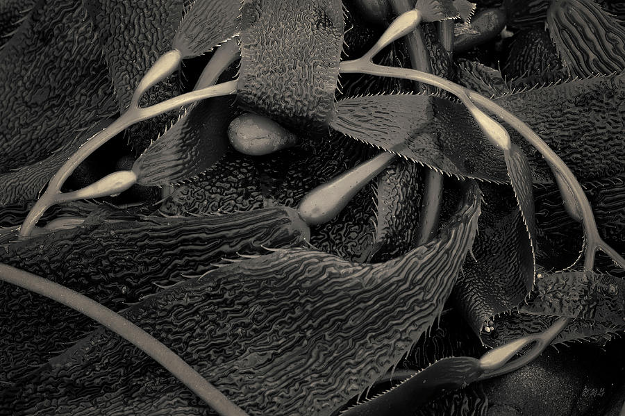 Nature Photograph - Kelp III Toned by David Gordon