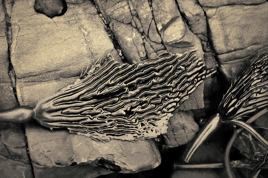 Kelp IV Toned Photograph by David Gordon