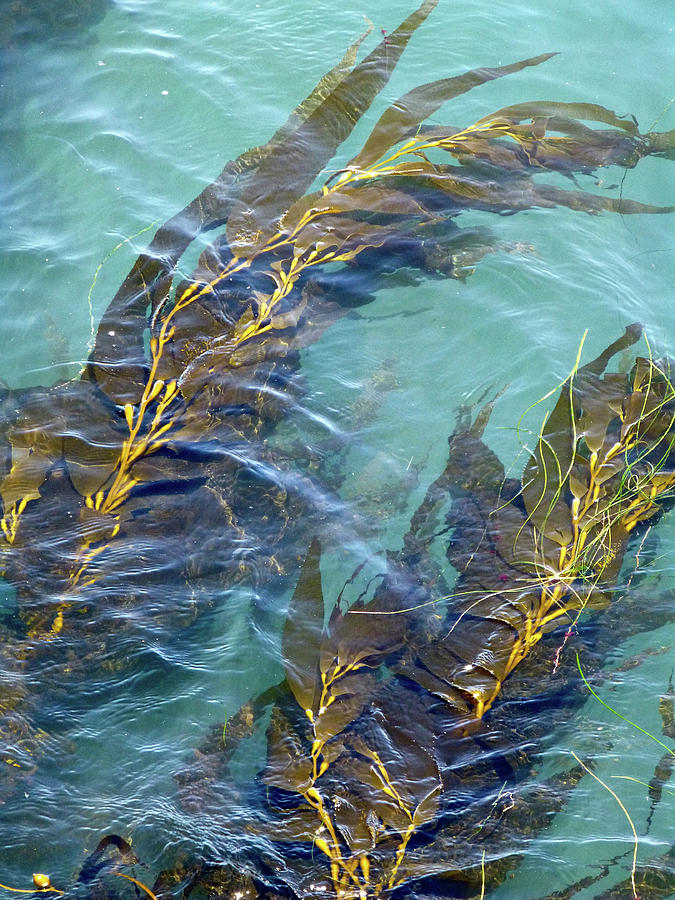 Kelp Patterns Photograph by Amelia Racca