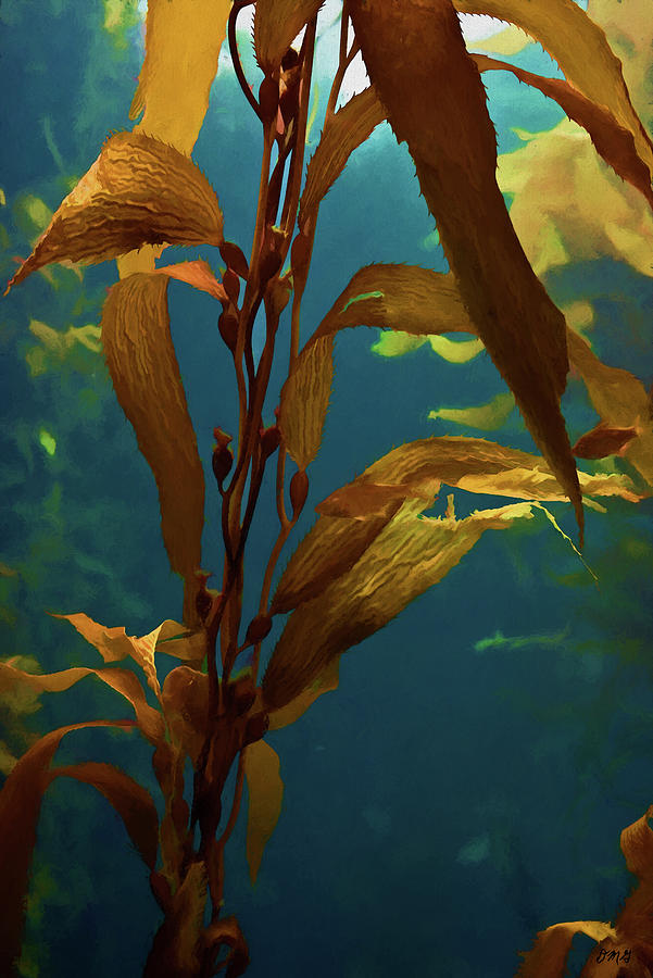 Kelp VI  Photograph by David Gordon