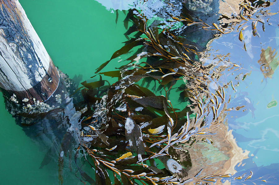 Kelp World Photograph by Art Block Collections