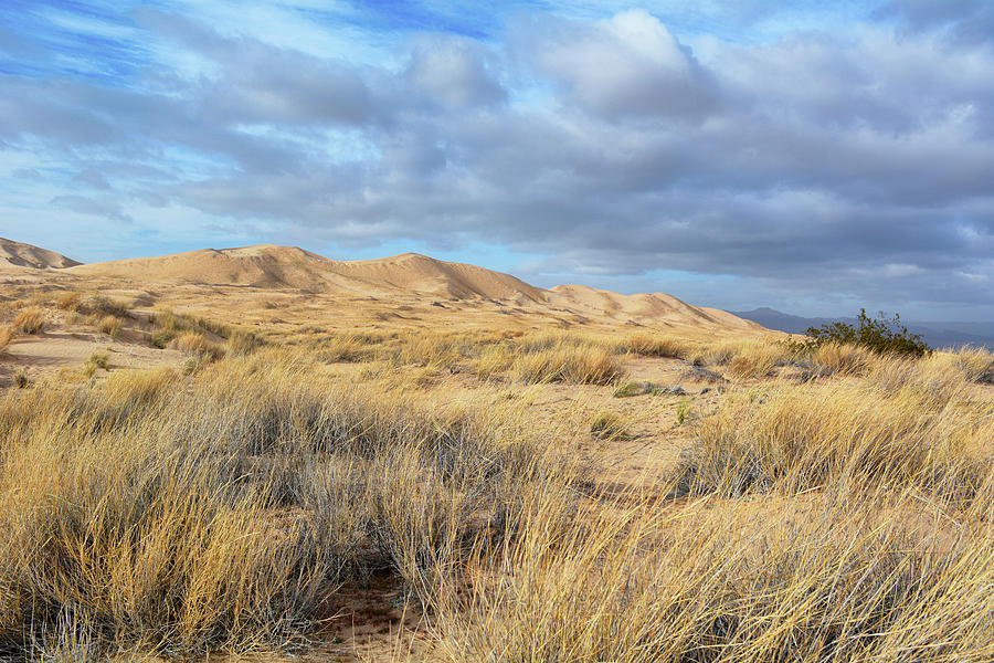 Kelso Dunes Wilderness Photograph by Kyle Hanson