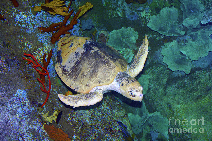 Kemps ridley sea turtle Photograph by Savannah Gibbs