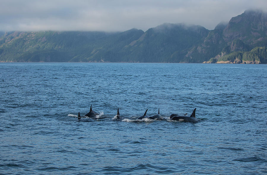 Kenai Fjord Whales Photograph by Ty Helbach