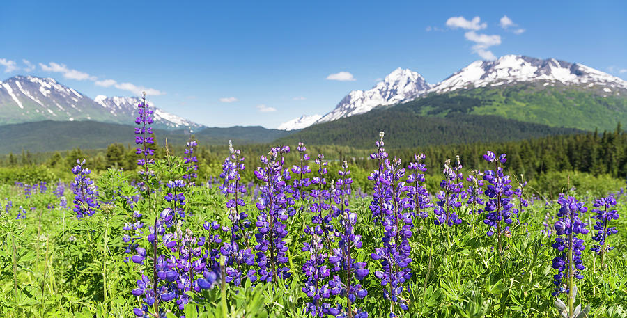 Alaska Summer Panorama  Photograph by Scott Slone
