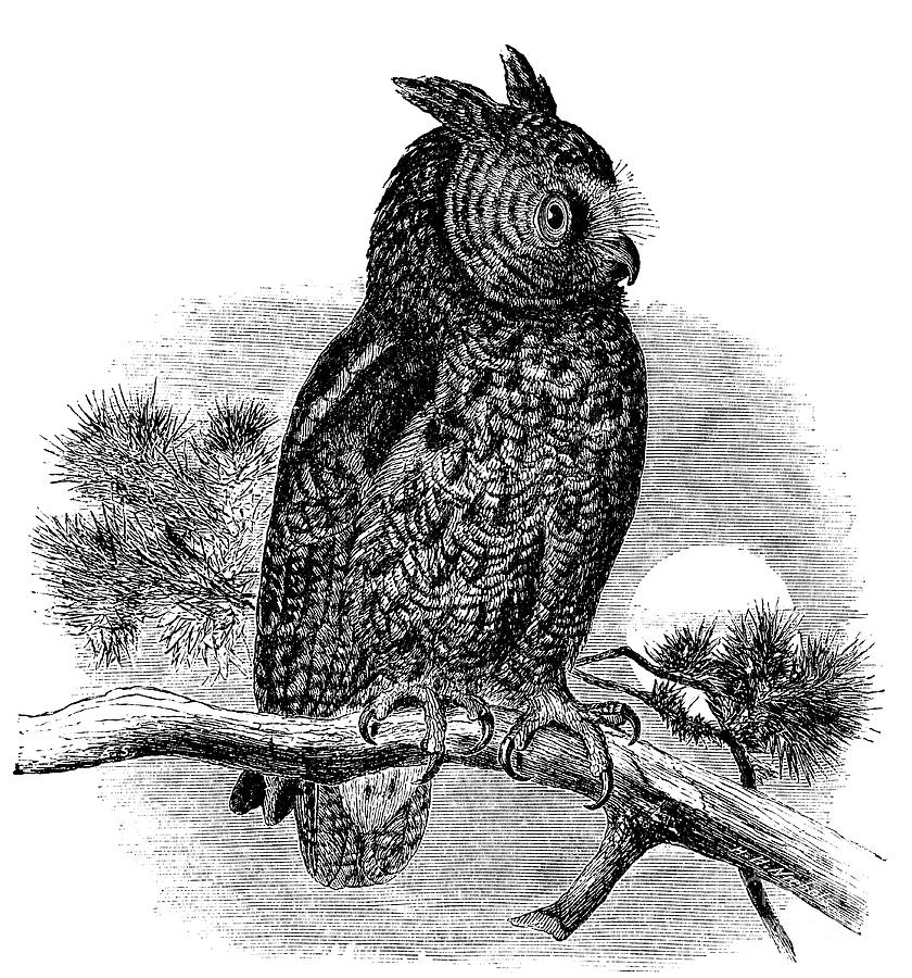 Kennicotts Owl Drawing by H H Nicholls