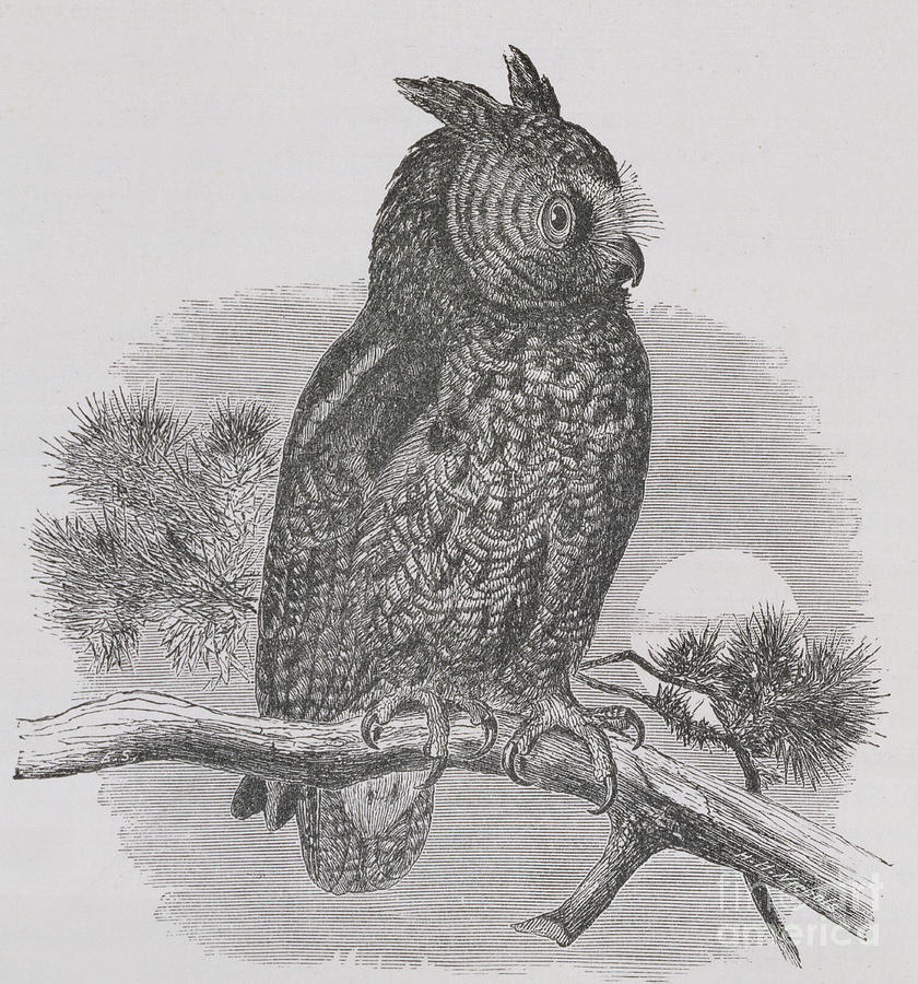 Kennicotts Owl Drawing by HH Nicholls
